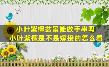 小叶紫檀盆景能做手串吗 小叶紫檀是不是嫁接的怎么看